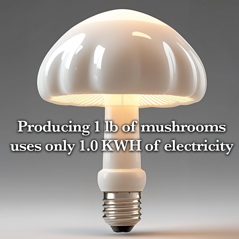 BUONA SUSTAINABILITY IMAGE1