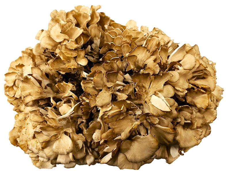 Bulk Local Maitake No Background Oyster Mushroom