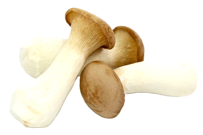 King Oyster No Back Oyster Mushroom