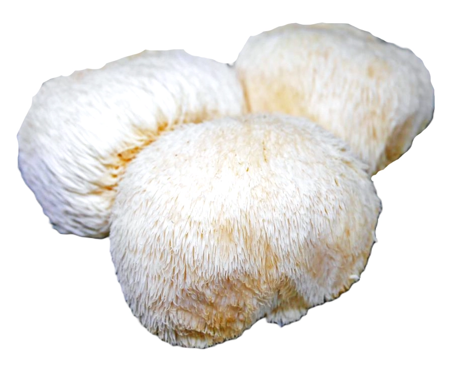 Lions Mane No Back Oyster Mushroom