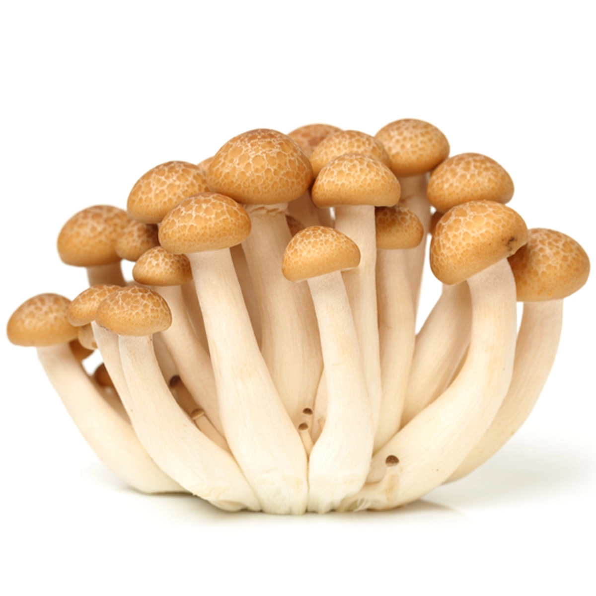 shimeji_mushrooms Oyster Mushroom